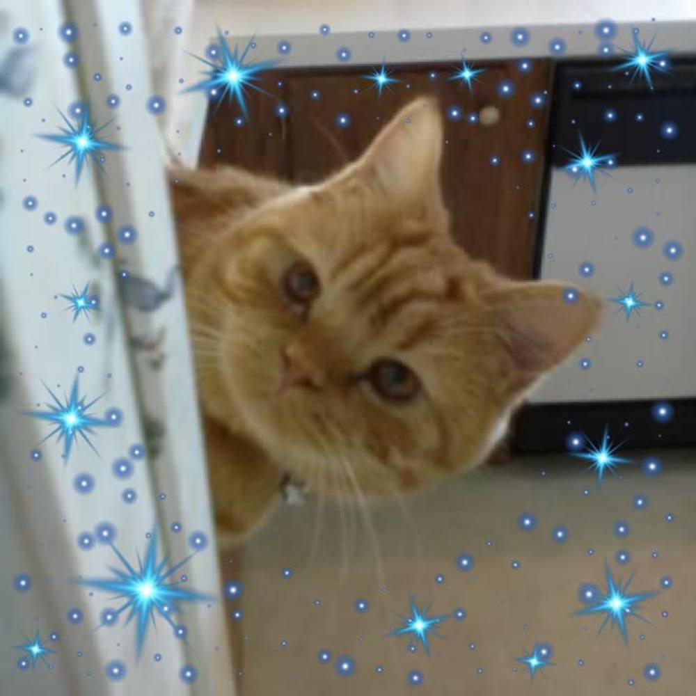 Meet your Posher, Wanda